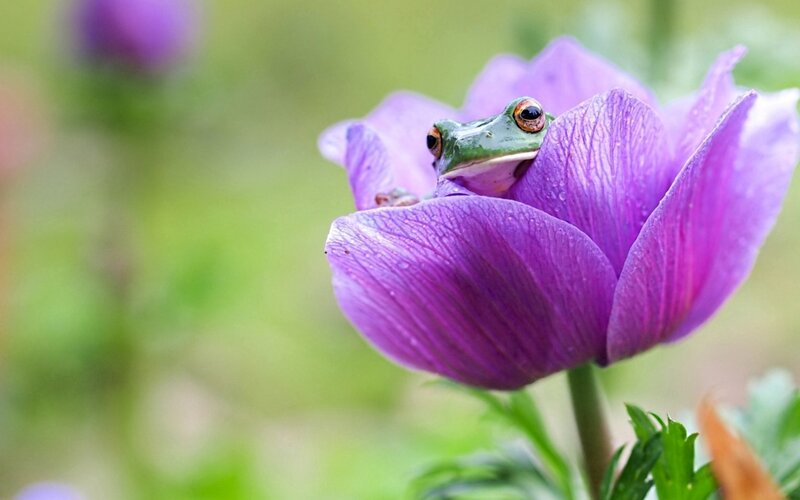 Green Frog on Purple Flower — Serene, Spring, Photograph, Leaf
