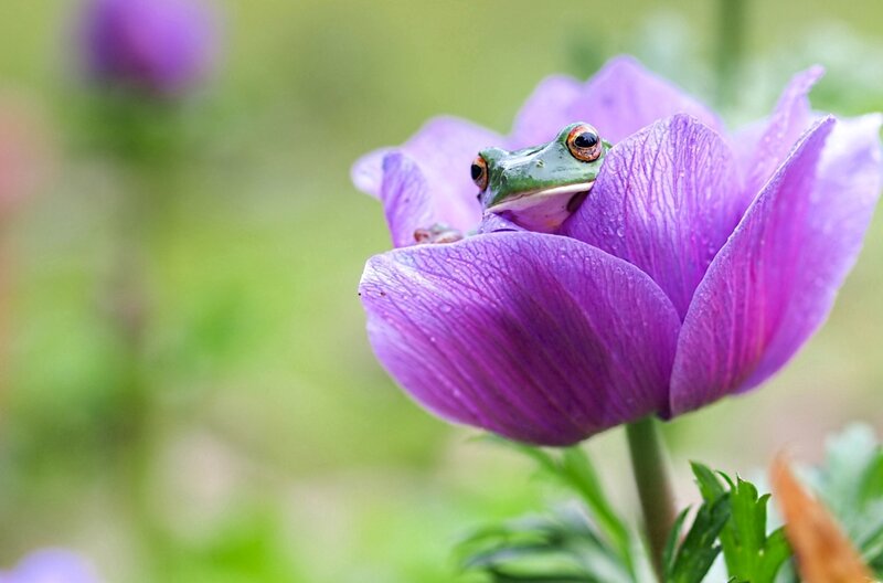 Green Frog on Purple Flower — Serene, Spring, Photograph