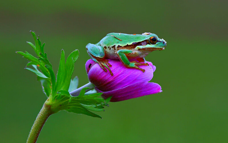 Green Frog on Purple Flower — Serene, Spring