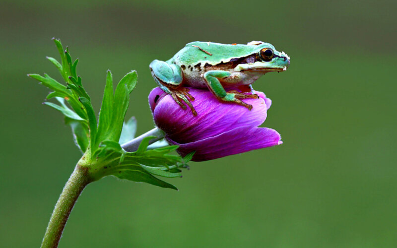 Green Frog on Purple Flower — Serene