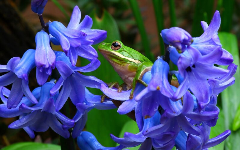 Green Frog on Purple Flowers
