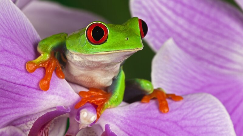 green frog on purple orchid