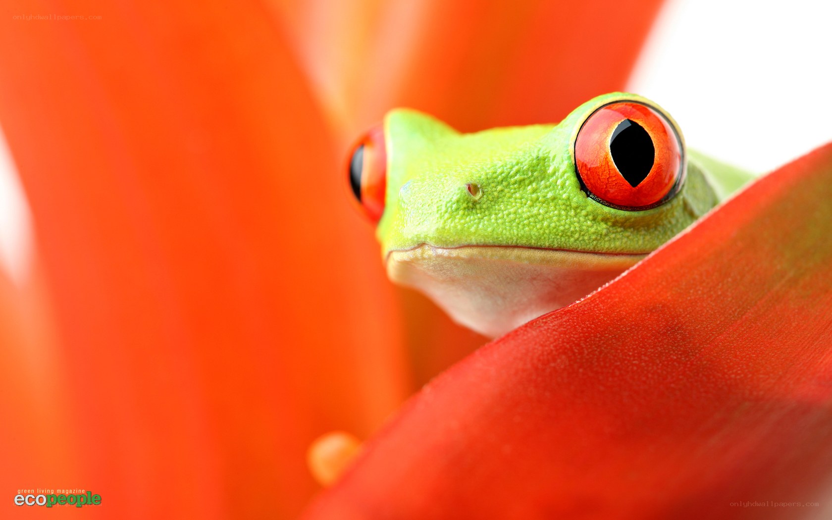green frog on red flower