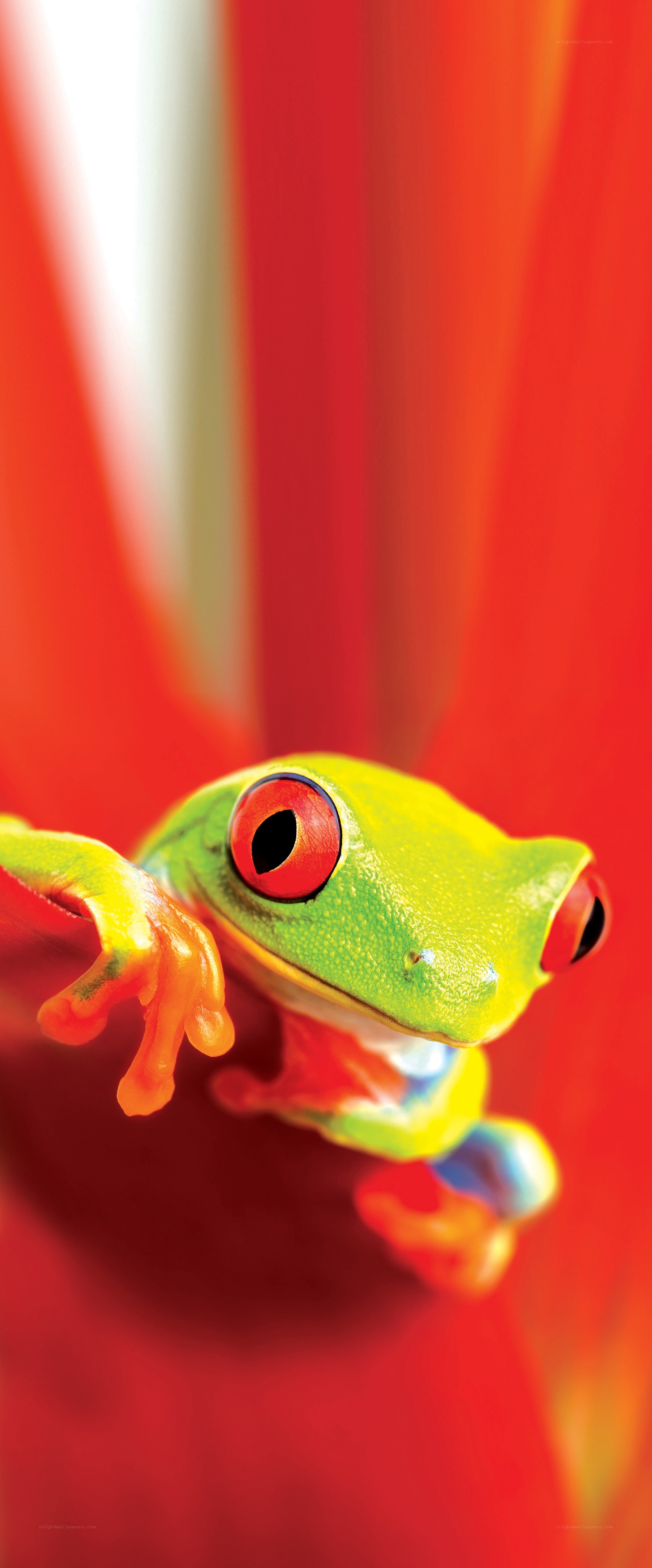 green frog on red flower