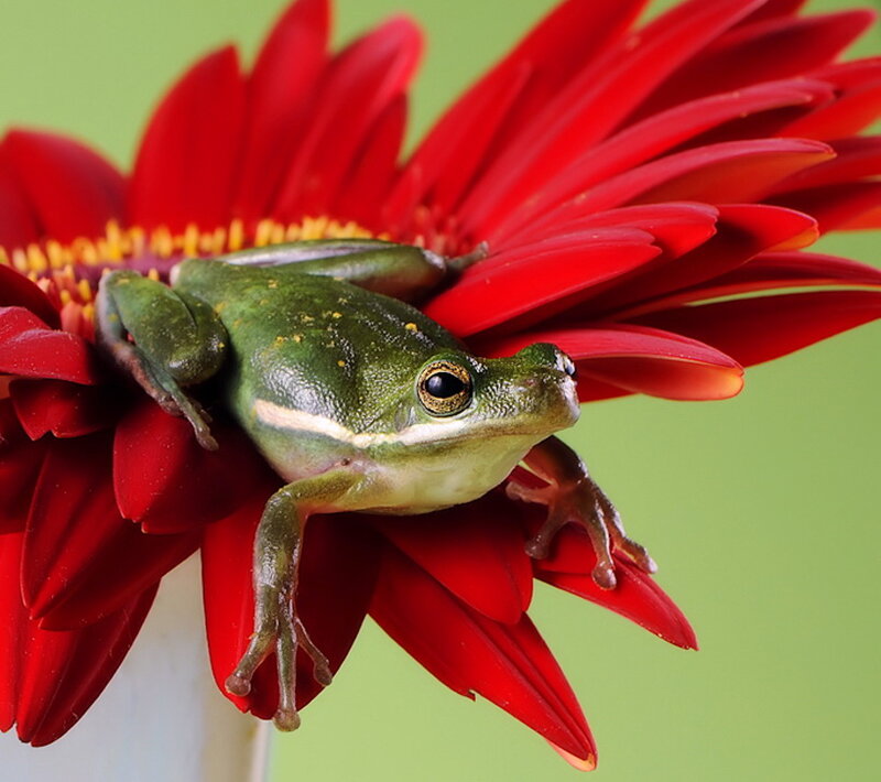 Green Frog on Red Flower — Calm