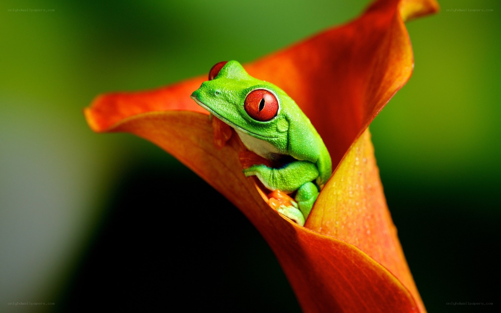 Green frog on red flower
