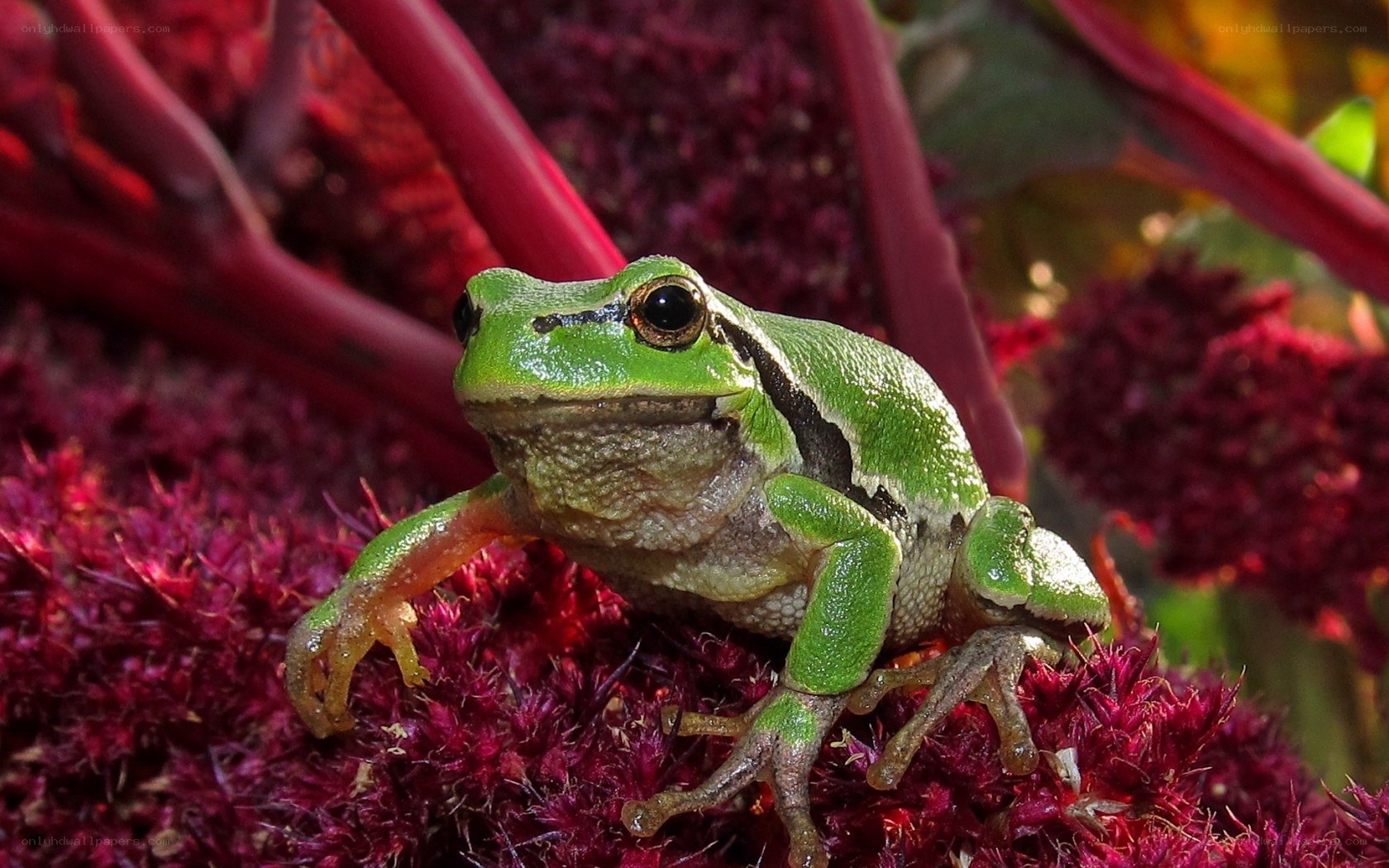 Green frog on red flowers
