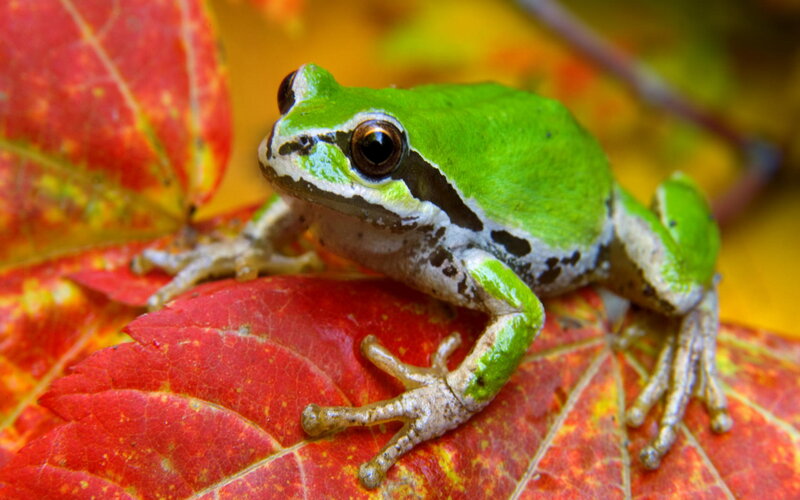 Green frog on red leaf