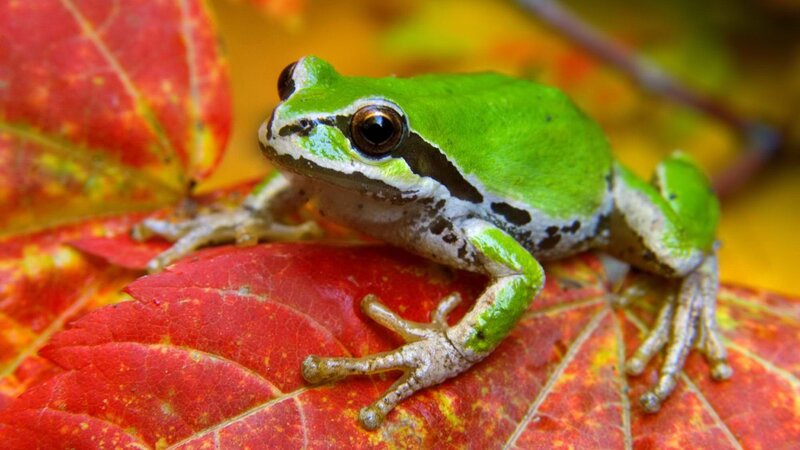 green frog on red leaf