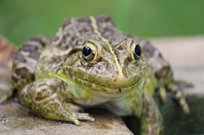 Green Frog on Rock — Calm, Photograph