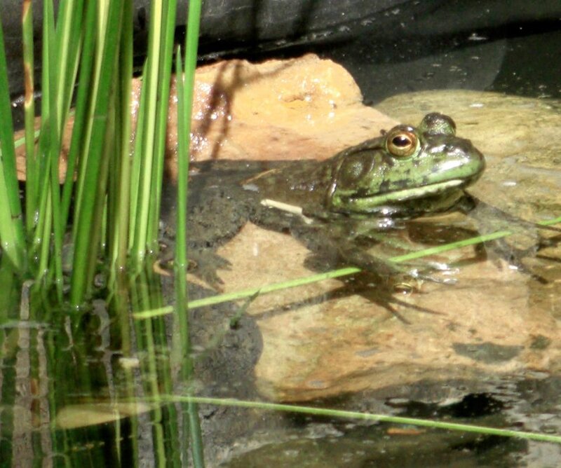 Green Frog on Rock — Calm