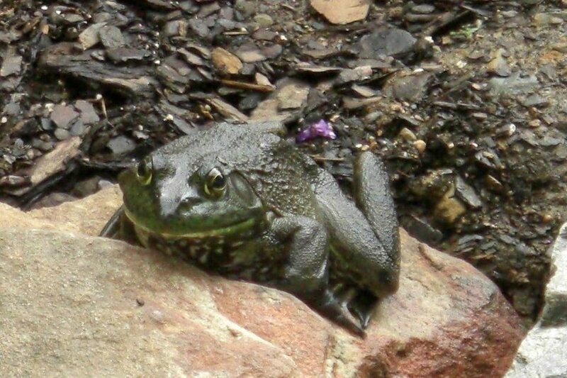 Green Frog on Rock — Natural