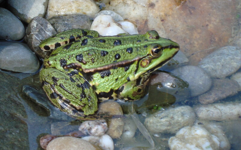 Green Frog on Rocks — Natural