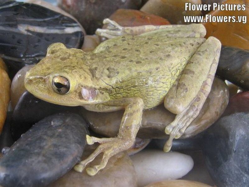 Green Frog on Rocks