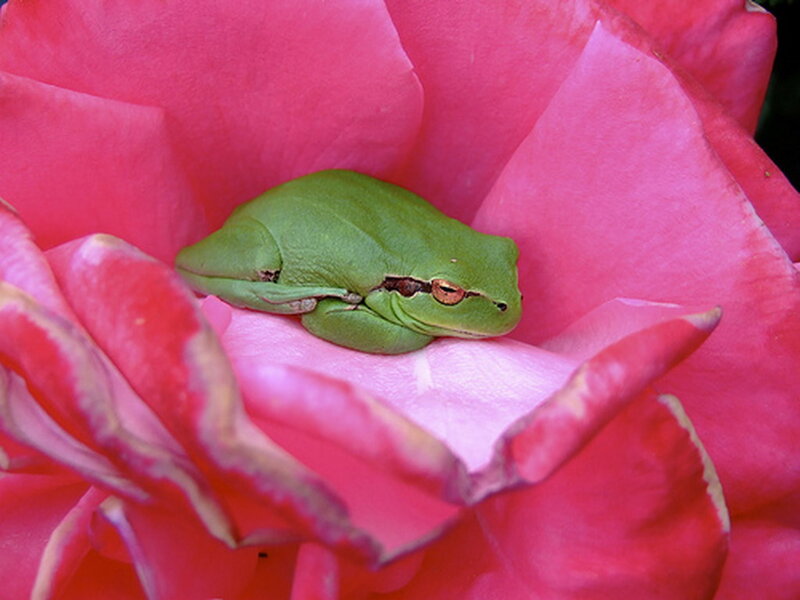 Green Frog on Rose — Pink