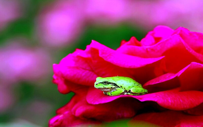 Green Frog on Rose