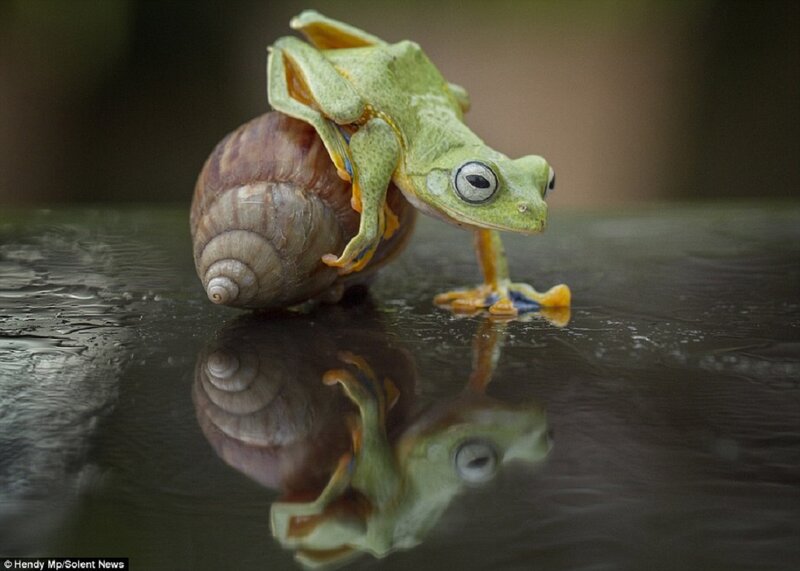 Green Frog on Snail