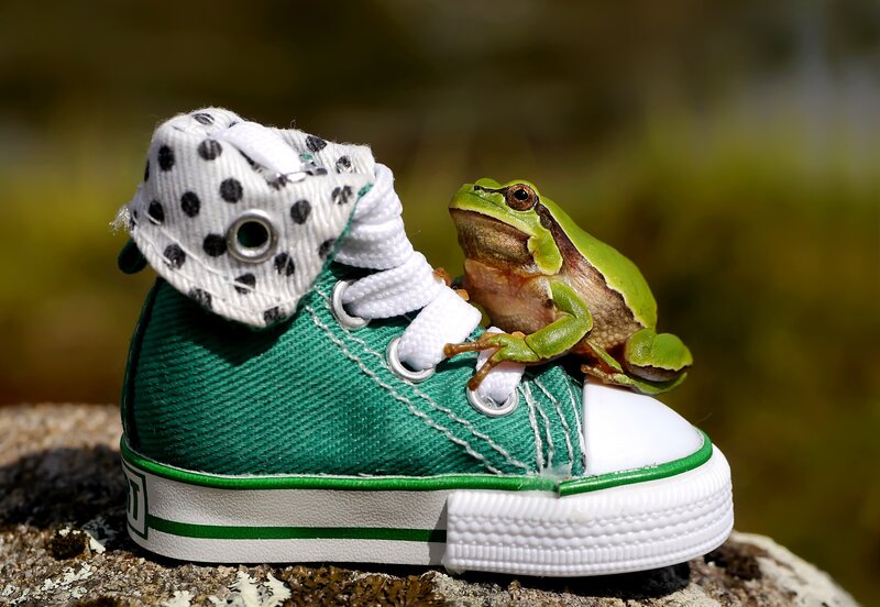 Green Frog on Sneaker