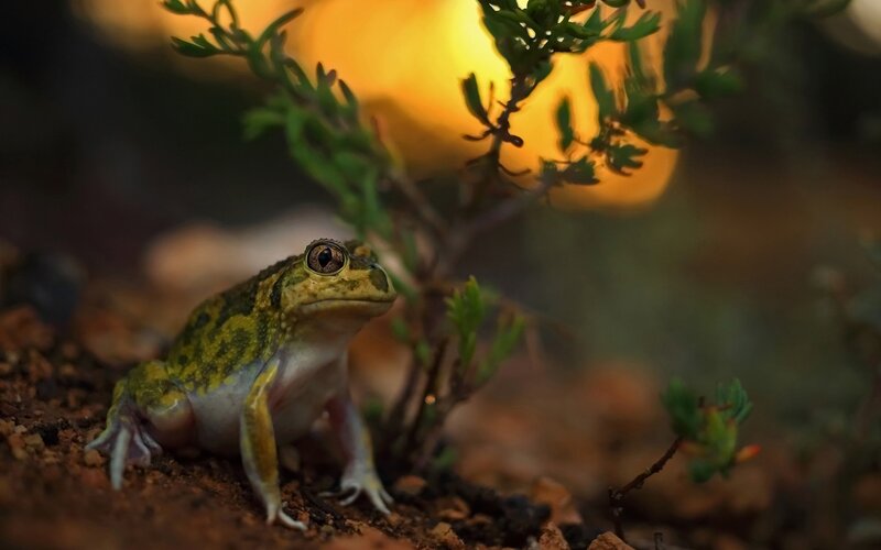 Green Frog on Soil — Natural