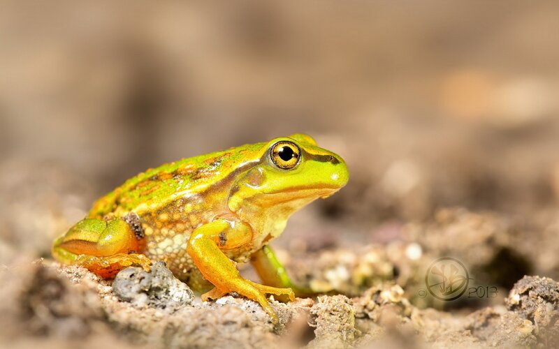 Green Frog on Soil