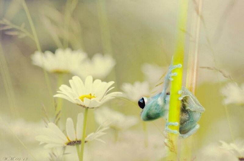 Green Frog on Stem