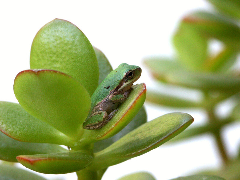 Green Frog on Succulent
