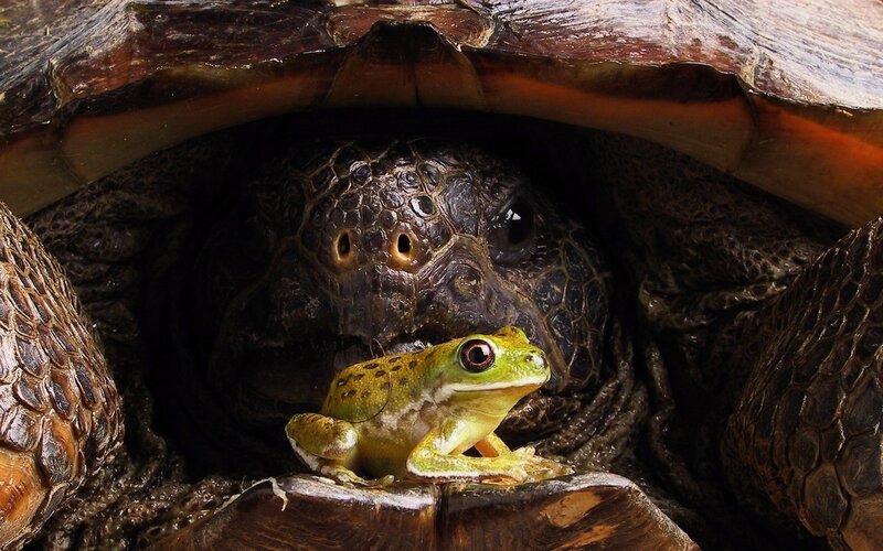 Green Frog on Turtle — Calm, Photograph
