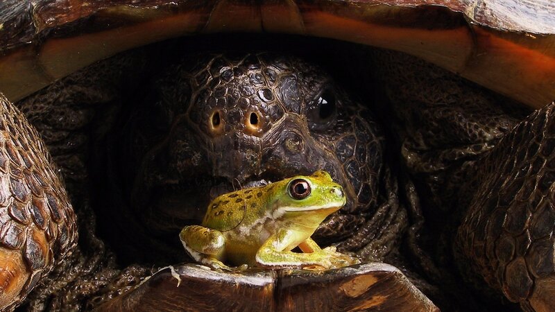 Green Frog on Turtle — Calm
