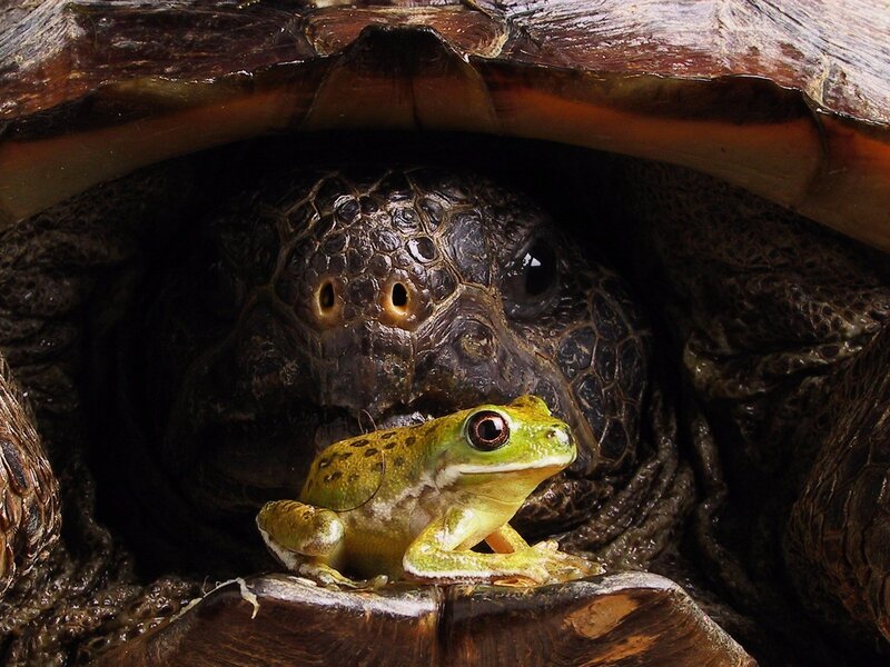 Green Frog on Turtle — Curious