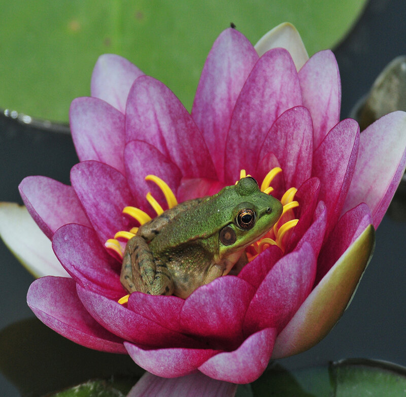 Green Frog on Water Lily — Pink
