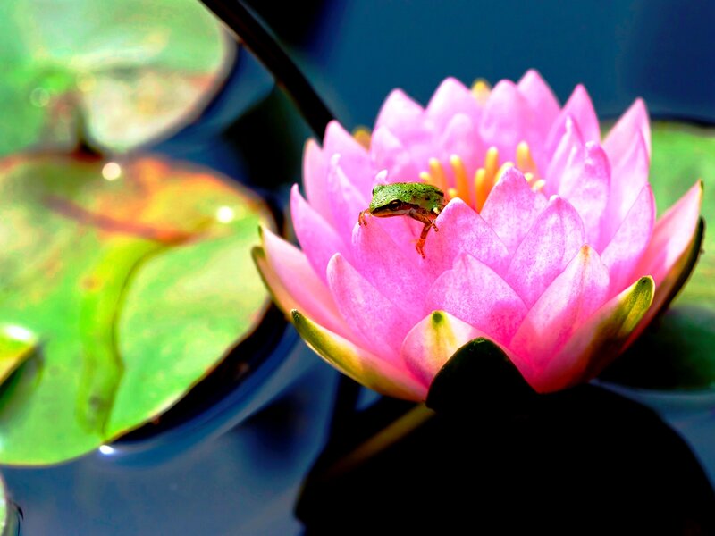 Green Frog on Water Lily