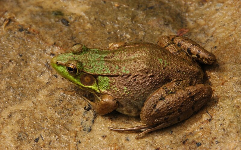green frog on wet ground