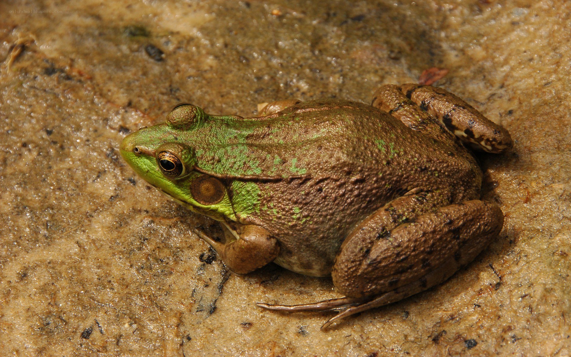 green frog on wet ground