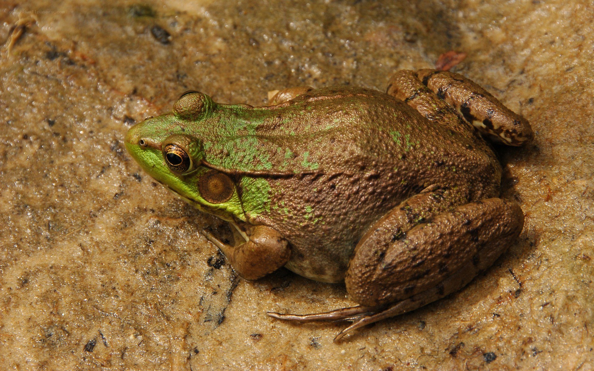 green frog on wet rock