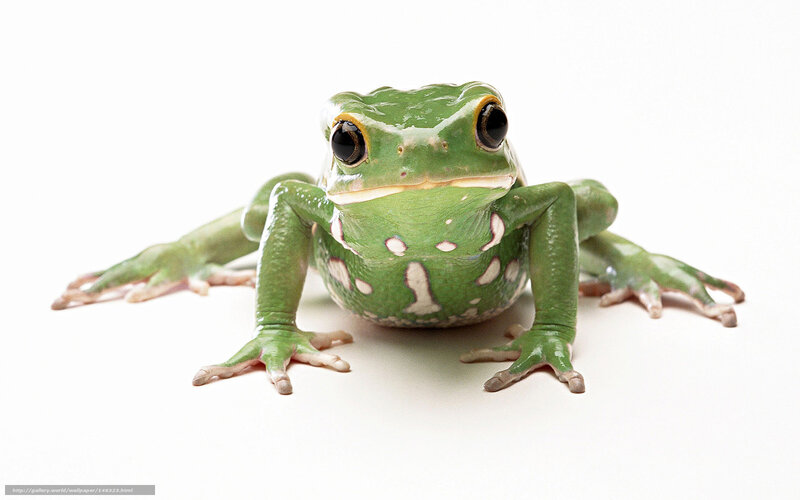 green frog on white background