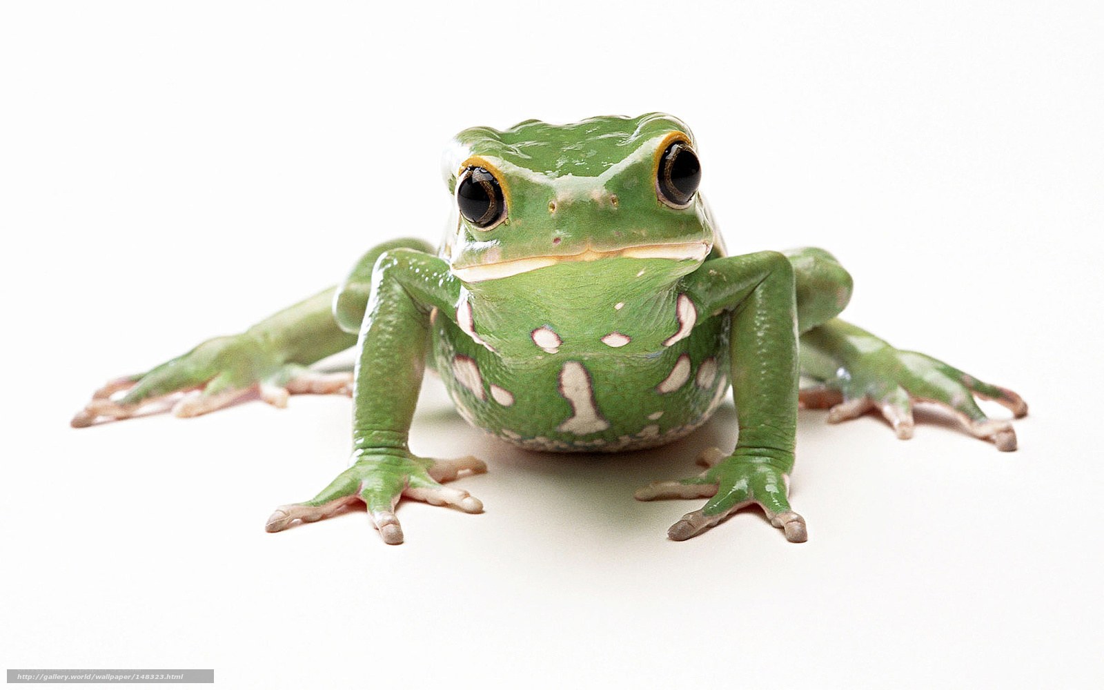 green frog on white background