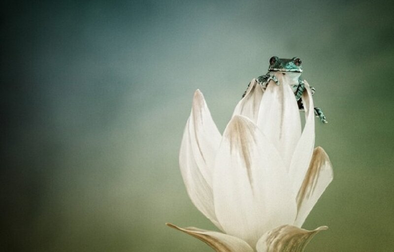 Green Frog on White Flower