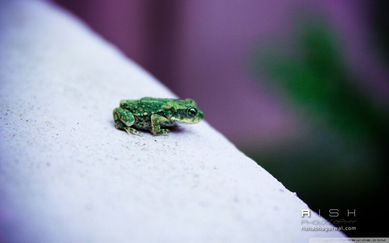 green frog on white surface