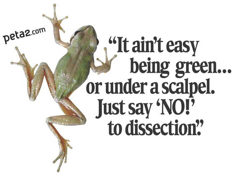 Green Frog on White