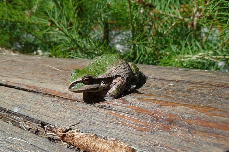 Green Frog on Wood — Calm, Afternoon
