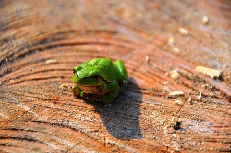 Green Frog on Wood — Calm