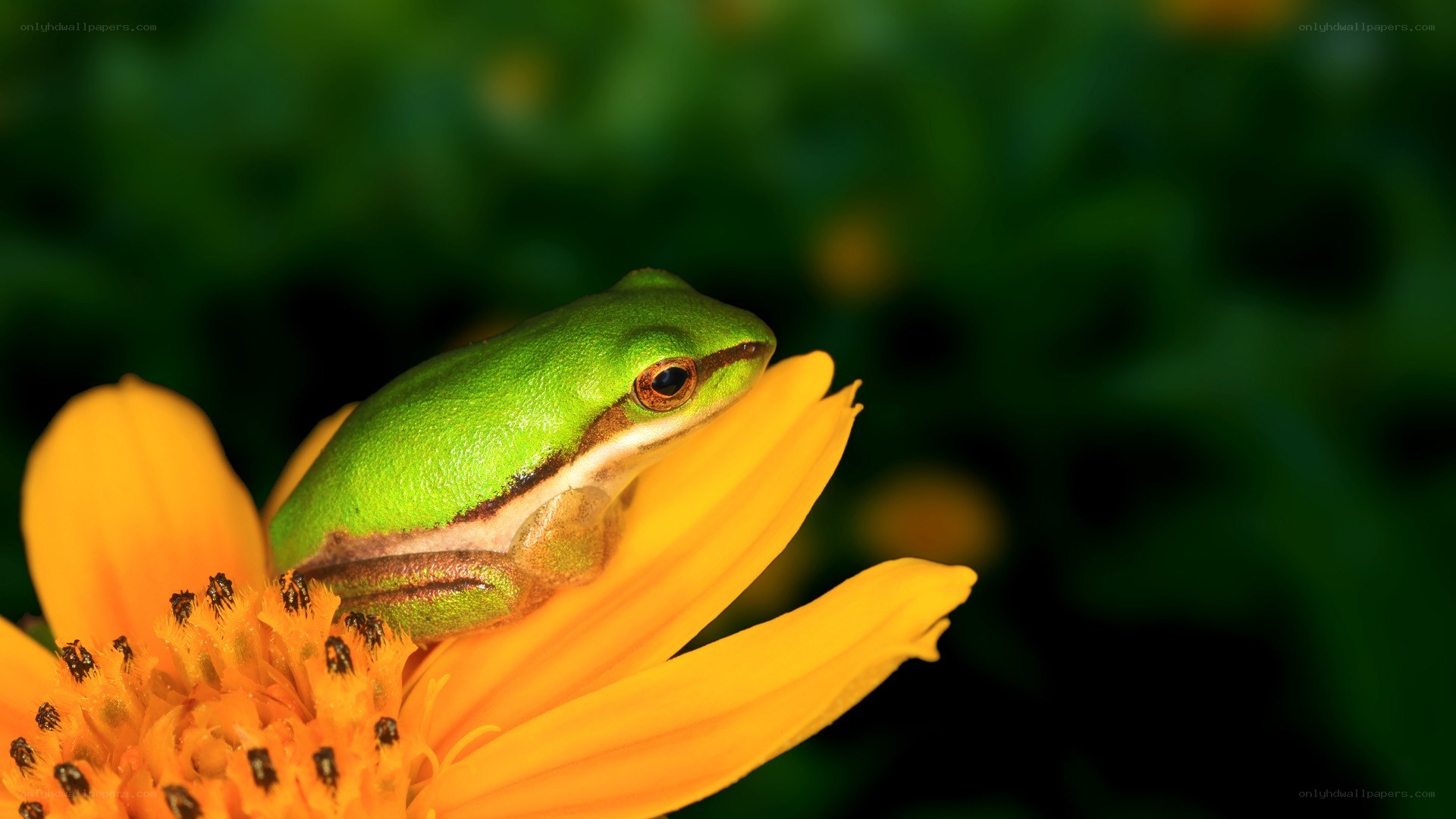 Green frog on yellow flower