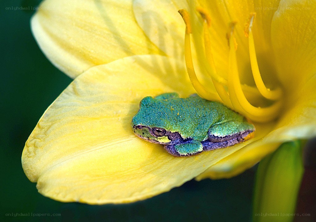 green frog on yellow flower