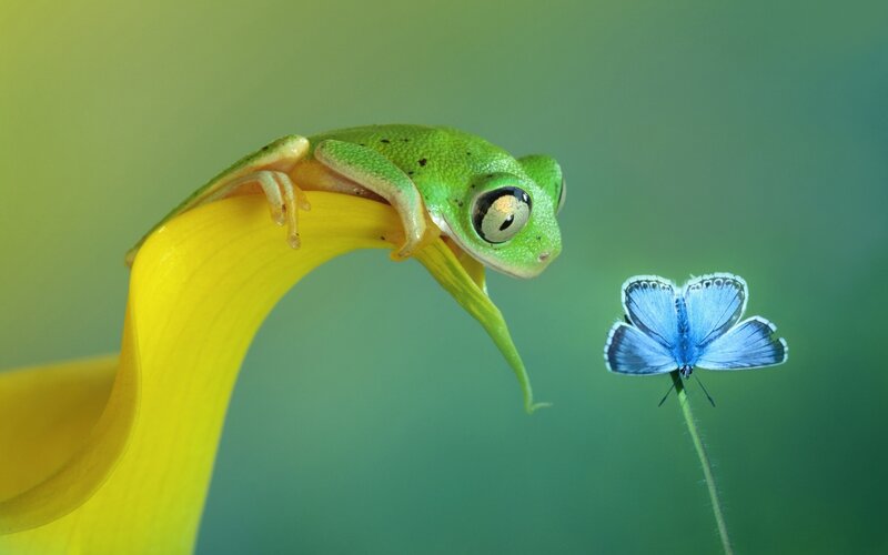 Green Frog on Yellow Flower — Serene, Photograph, Butterfly, Stem