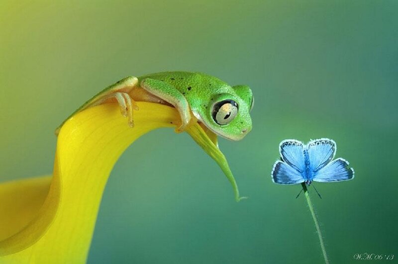 Green Frog on Yellow Flower — Serene, Photograph, Butterfly