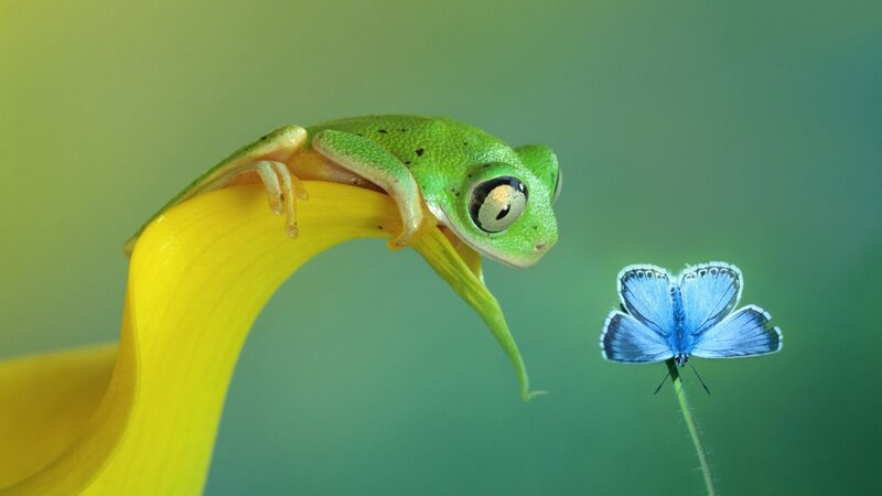 Green Frog on Yellow Flower — Serene, Photograph