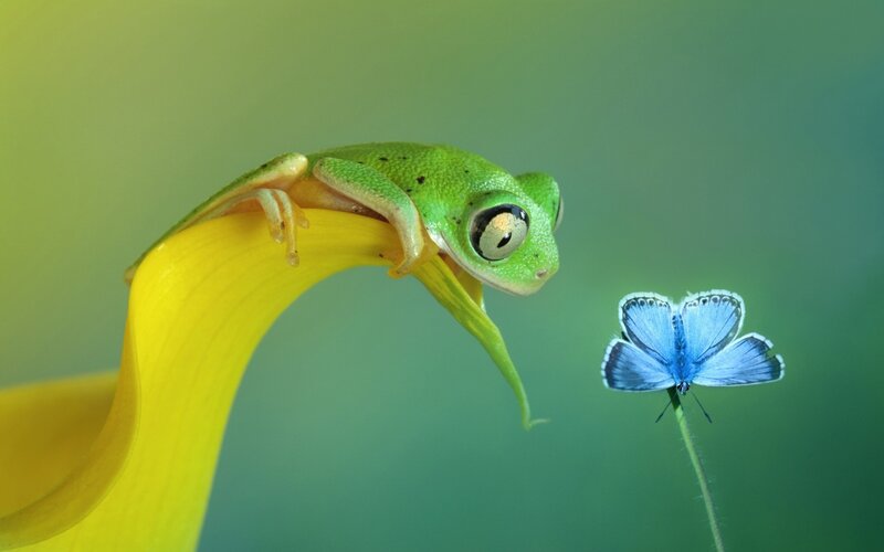 Green Frog on Yellow Flower — Serene