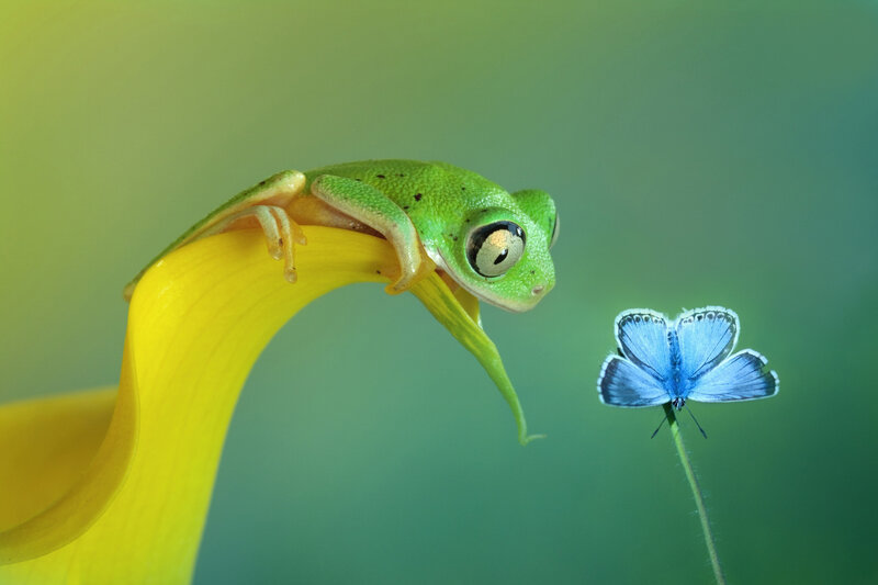 Green frog on yellow flower