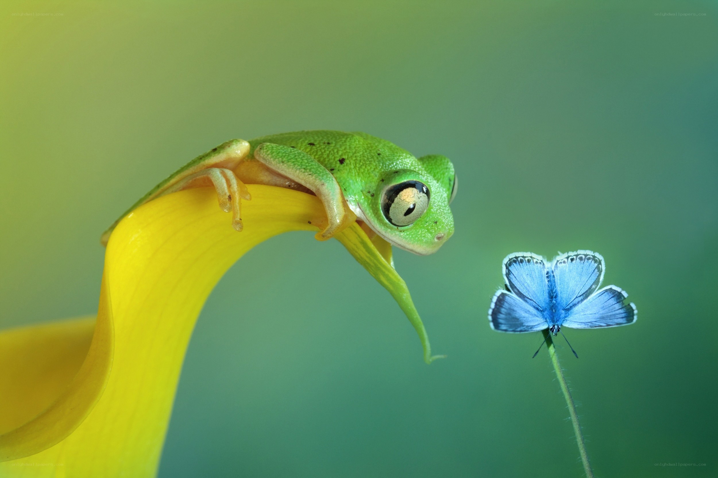 Green frog on yellow flower