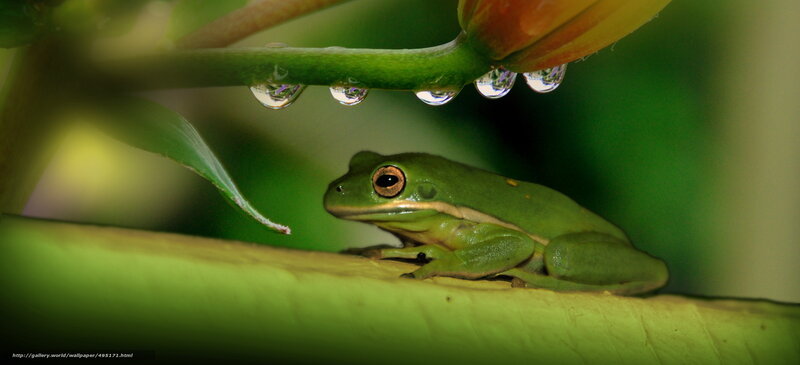 Green frog under a leaf